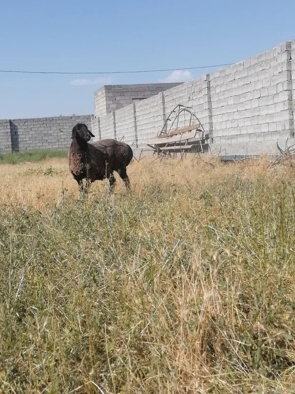 Quy sotilad simiz Quy sotilad simiz