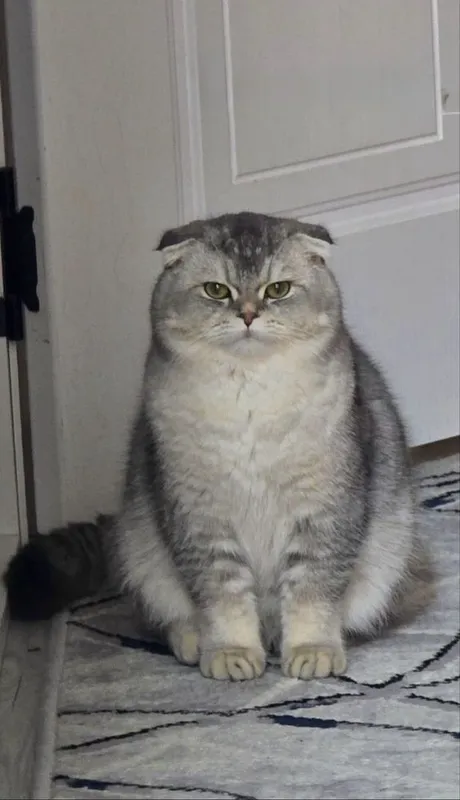 ВЯЗКА!! шотландский вислоухий кот (Скоттиш-фолд) приглашает на вязку