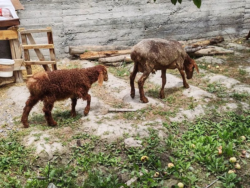 Ona bola qo'y sotiladi 2 Ona bola qo'y sotiladi 2