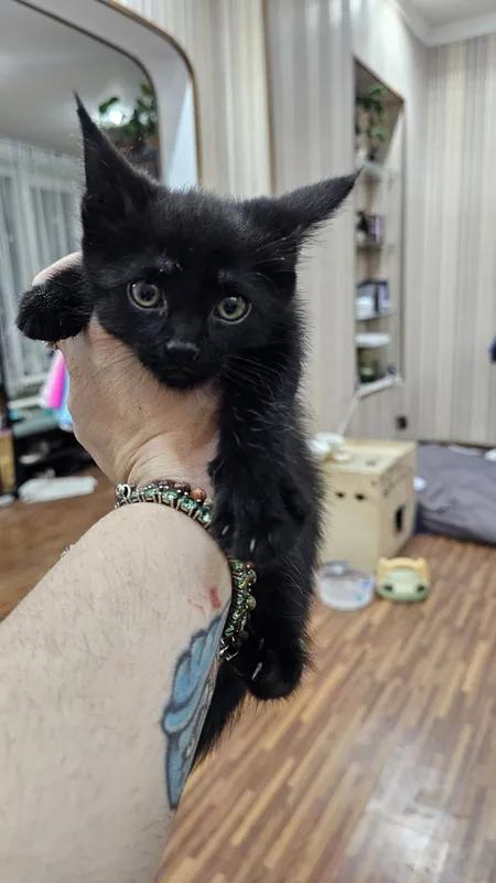 Красивые котята на половину Мейн-кун — фото 2 Красивые котята на половину Мейн-кун — фото 2