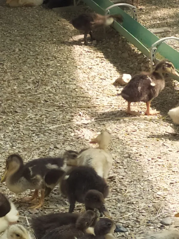 Pekin. Favorit zotliy o'rdakchalar 7 Pekin. Favorit zotliy o'rdakchalar 7