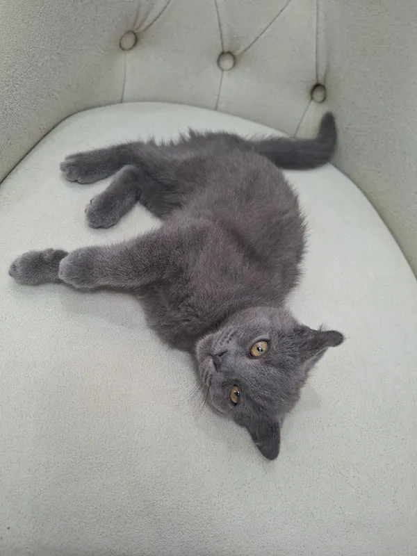 Котёнок, скоттиш-фолд 3 Котёнок, скоттиш-фолд 3