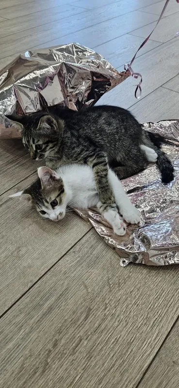 Котенок мальчик 2 месяца — фото 1