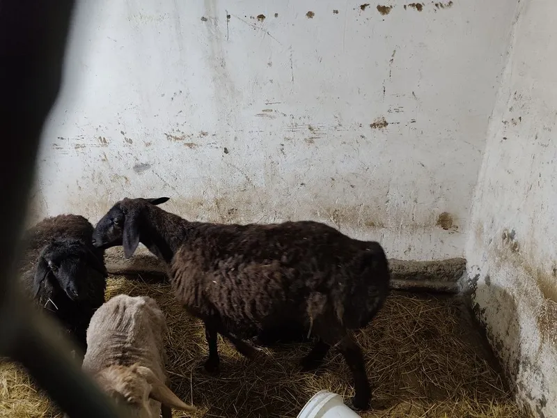 Uy sharoitida boqilgan qo‘ylar sotiladi — фото 3