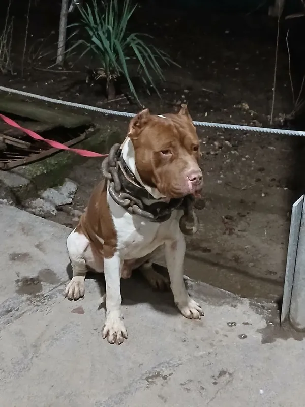 Pitbull Вйазка qoshish uchun — фото 1