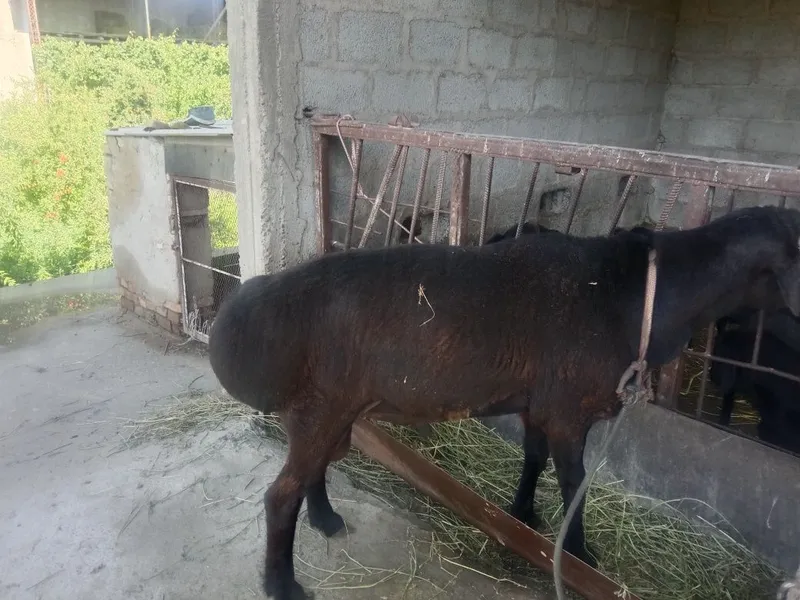 Qoʻchqor sotiladi.Narxi 6.5million kami bor.boqilgan