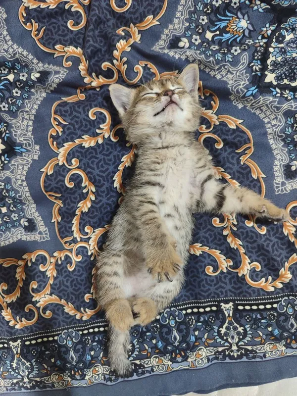 Котенок в добрые руки — фото 1