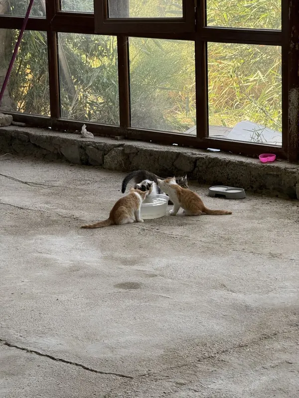 Котята 2,5 месяца бесплатно 4 Котята 2,5 месяца бесплатно 4