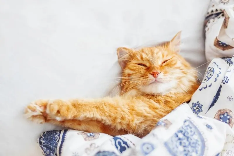 Передержка кошки котика 1 Передержка кошки котика 1