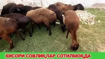 зотдор куйлар арзон ва сифатли нархда бор