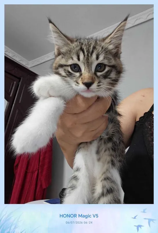 Котенок, дома родился, домашний — фото 1 Котенок, дома родился, домашний — фото 1
