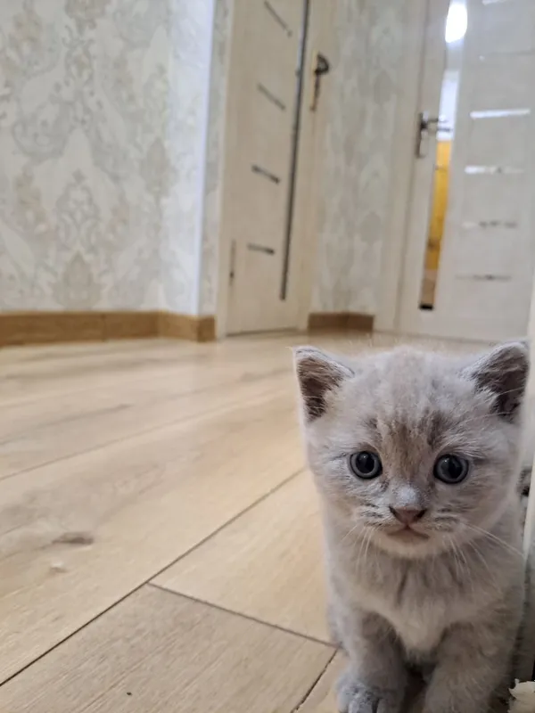 Красивые котята в добрые руки 3 Красивые котята в добрые руки 3
