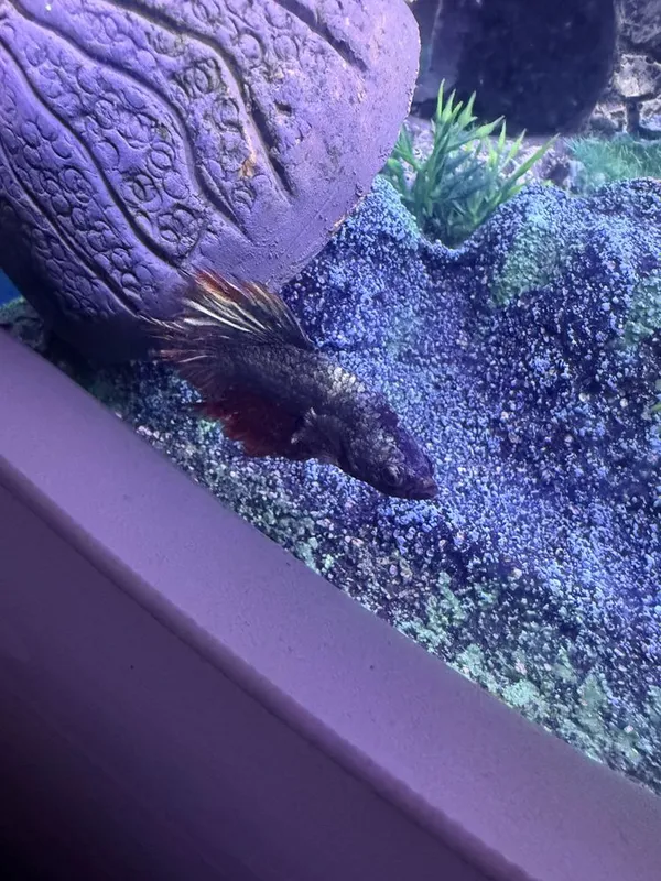 Akvarium baliqlari bilan birga Аквариум 4
