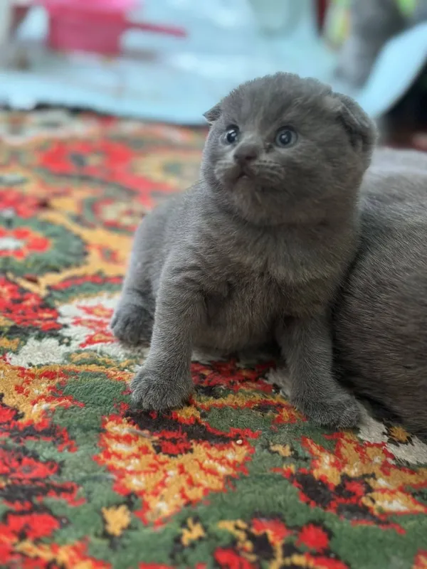 Шотландские вислоухие котята, мальчик и девочки 2 Шотландские вислоухие котята, мальчик и девочки 2