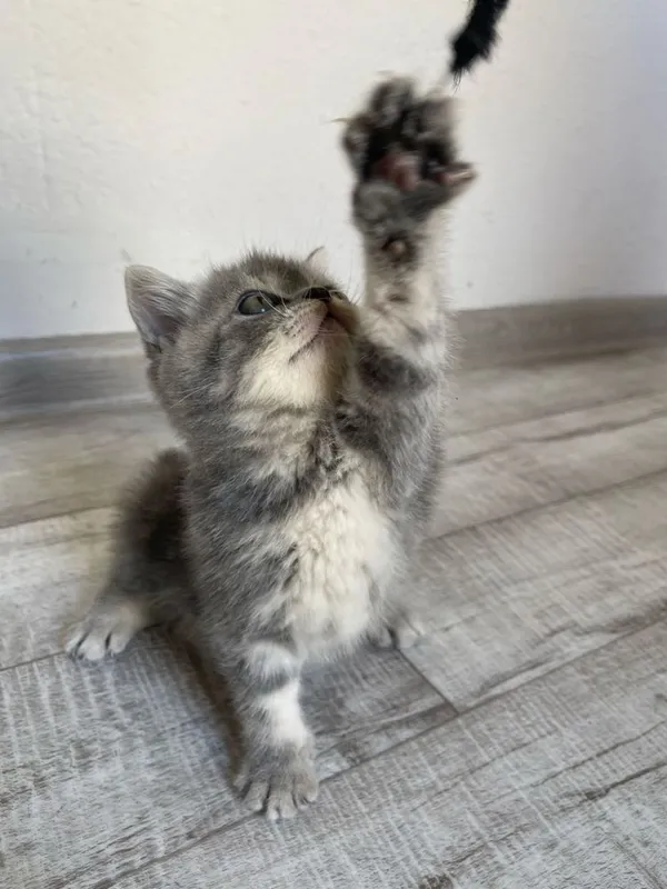 Продается пародистые котята
