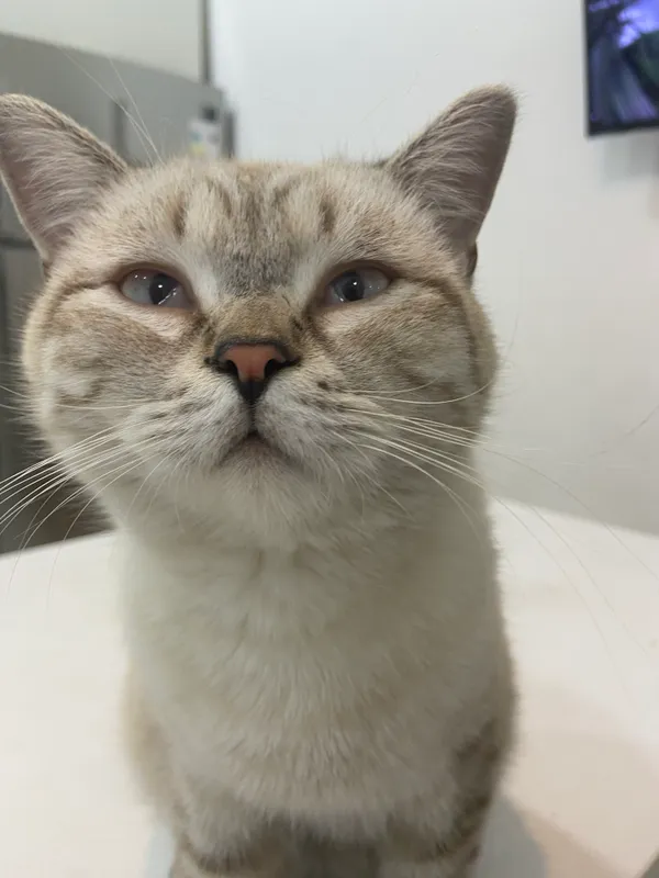 Британский кот 1 Британский кот 1