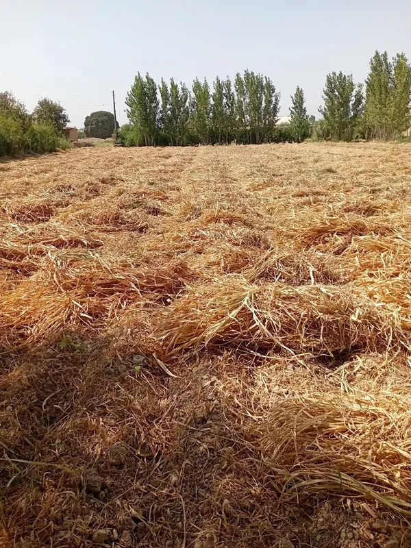 Angorda agro-biznes va ishlab chiqarish uchun 21 sotix yer 5 Angorda agro-biznes va ishlab chiqarish uchun 21 sotix yer 5