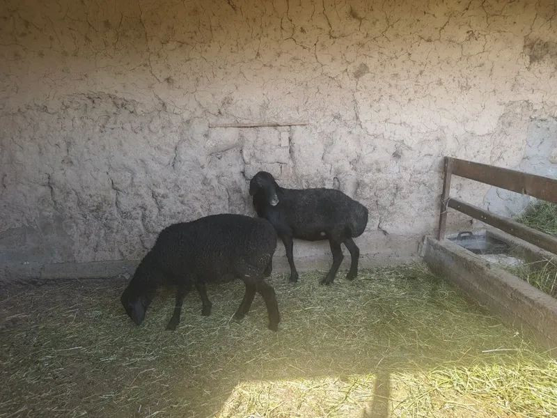 Ona bola qóy quzisi qóchqor