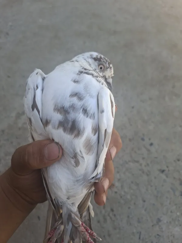 Qoni toza ota onasi uyinchi kaftarlar 3