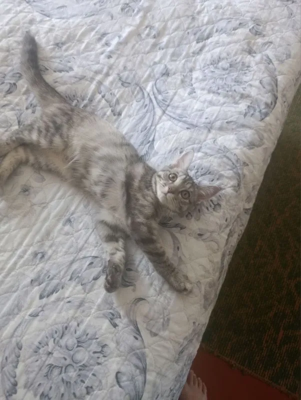 Отдаю добрую и умную кошечку 1 Отдаю добрую и умную кошечку 1