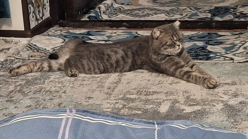 Zotli mushuk sotiladi 2 Zotli mushuk sotiladi 2