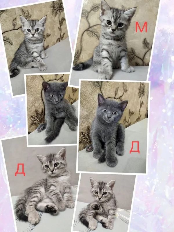 Продаются котята Скоттиш — фото 1