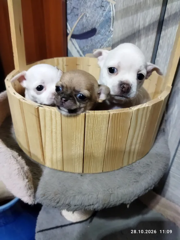 Chihuahua kuchukchalariga bron 2 Chihuahua kuchukchalariga bron 2