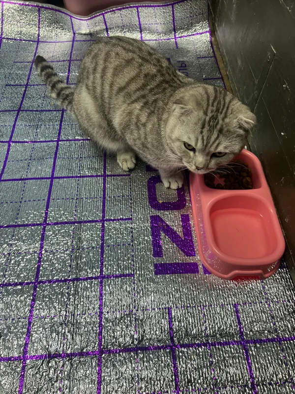 Scottish fold s tabby — фото 3