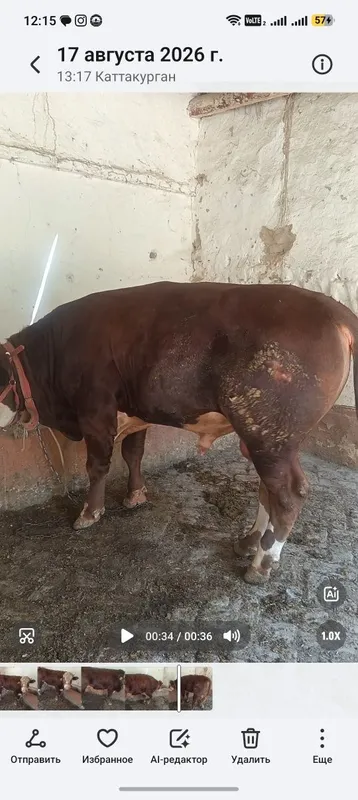 Buqa sotiladi yeb ichishlari zur 5 Buqa sotiladi yeb ichishlari zur 5