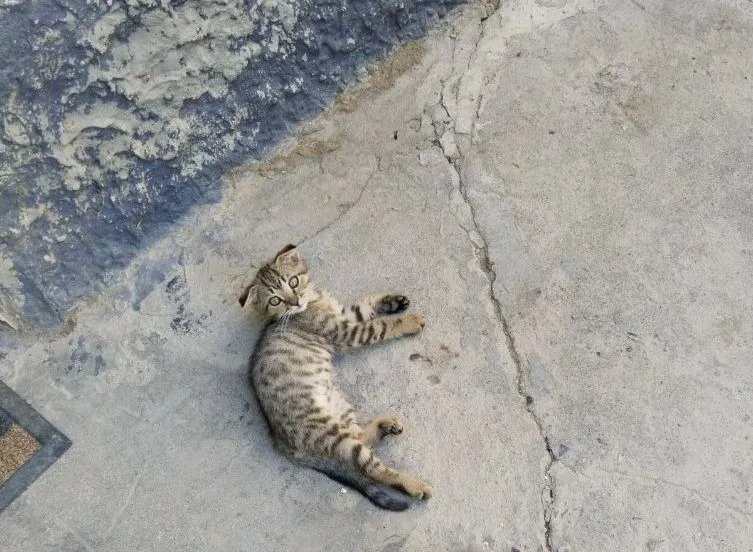 Отдаю в добрые руки котенка 4
