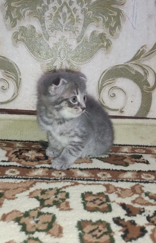 Мушукча сотилади — фото 1
