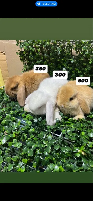 Domda boqiladigan quyonla bor karlikla, mini lops, nederlandskiy quyon 2