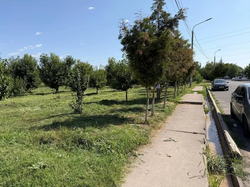 Ijaraga beriladi hosilga kirgan gilos bog 3