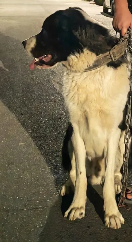 Вязка Алабай мальчик 2 Вязка Алабай мальчик 2