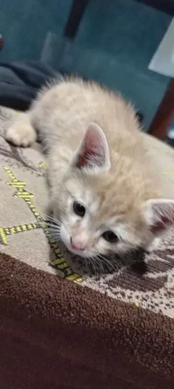 Домашний котёнок мальчик 2 Домашний котёнок мальчик 2
