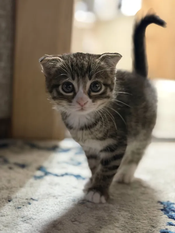 Scottish Fold