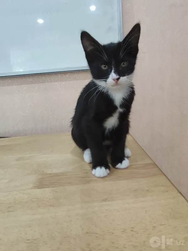 Отдам в добрые руки домашних котят 6 Отдам в добрые руки домашних котят 6