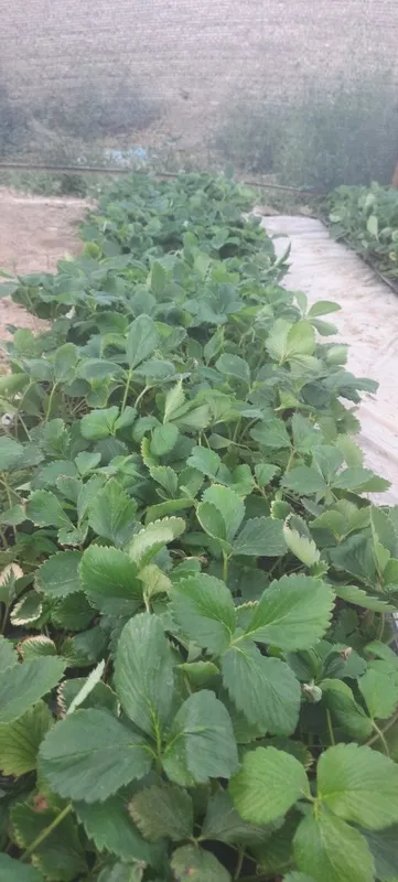 Кулупнай кучатлари 1 Кулупнай кучатлари 1