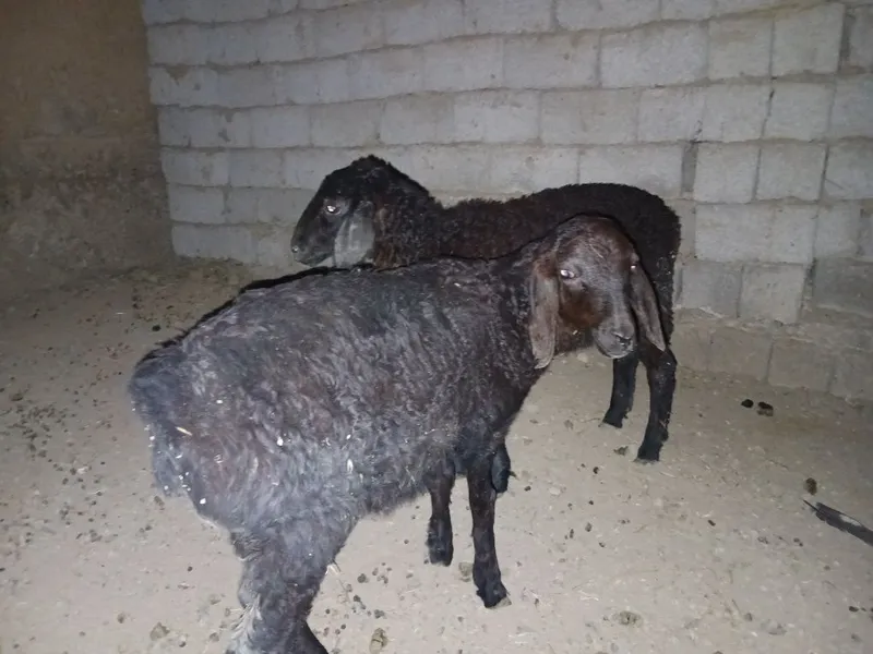 Qo‘zilar sotiladi 3 yarm oylik urg‘ochi 5 Qo‘zilar sotiladi 3 yarm oylik urg‘ochi 5