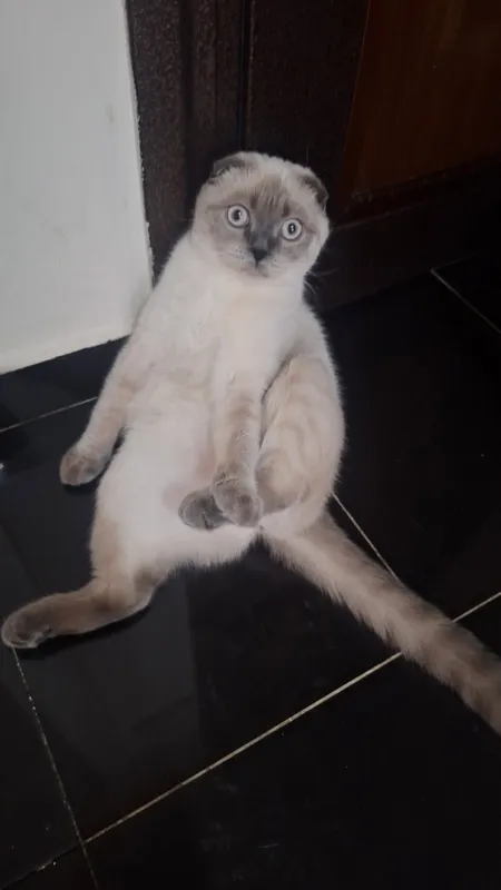 Mushukchamga kiyov izlayapman Mushukchamga kiyov izlayapman