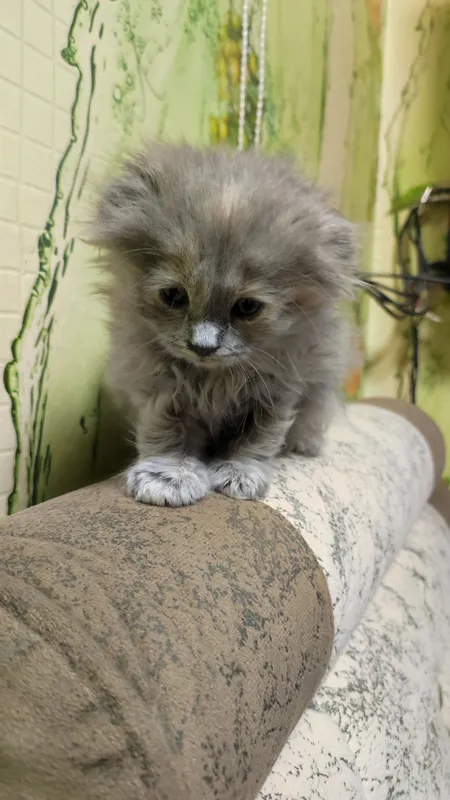 кошка шотландская вислоухая (скоттиш-фолд) — фото 2