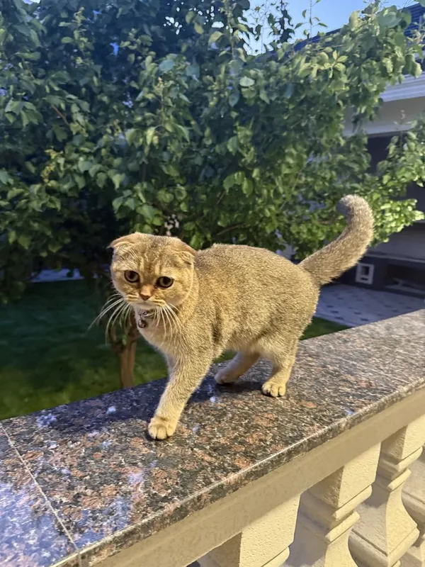 Шодланский фолд голд шиншила девочка — фото 1