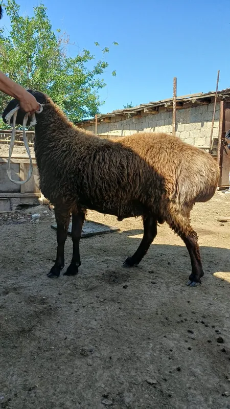 Кучкор сотилад 100 клограмгача опши весдаги кучкорлар бор — фото 7