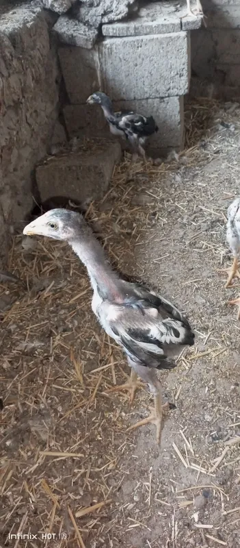 dakan jõjalar sotiladi 1