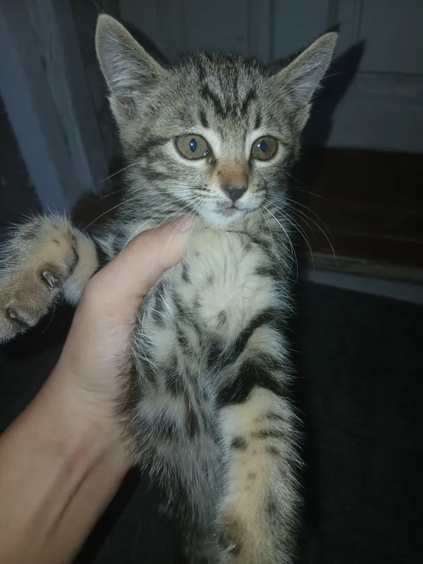 mushuk sotiladi 150 kelishtiri beramis