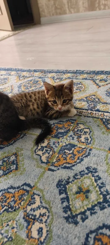 Котята от мышеловки