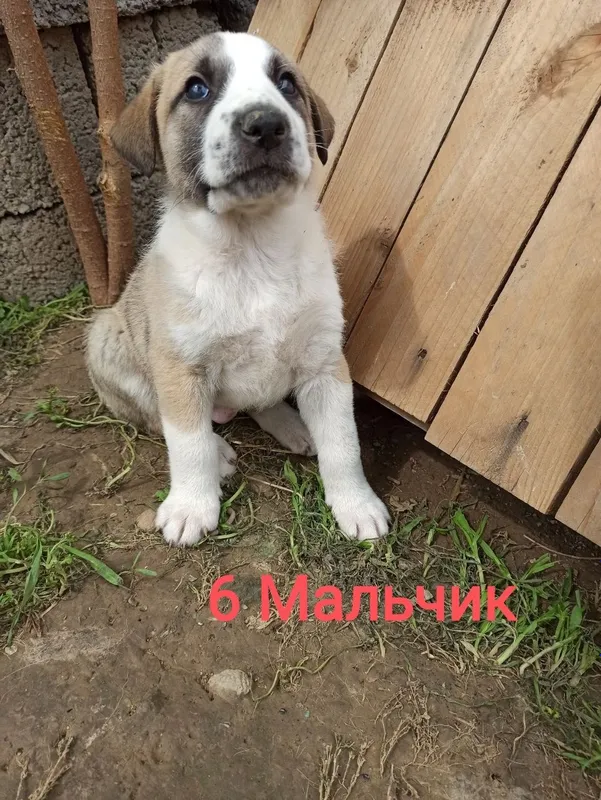 Алиса в ответственные руки! — фото 6