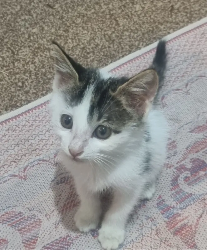 Отдам котят бесплатно 1
