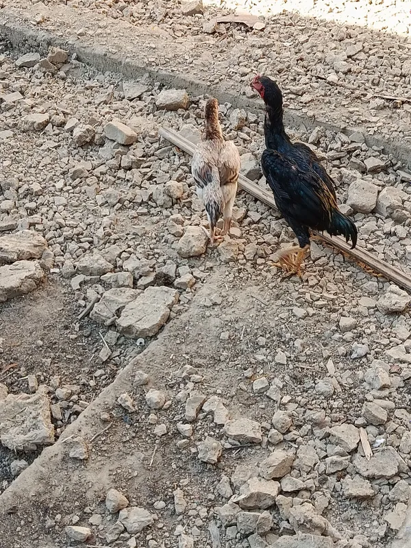 Dakan, boboqi jo'ja 2 Dakan, boboqi jo'ja 2