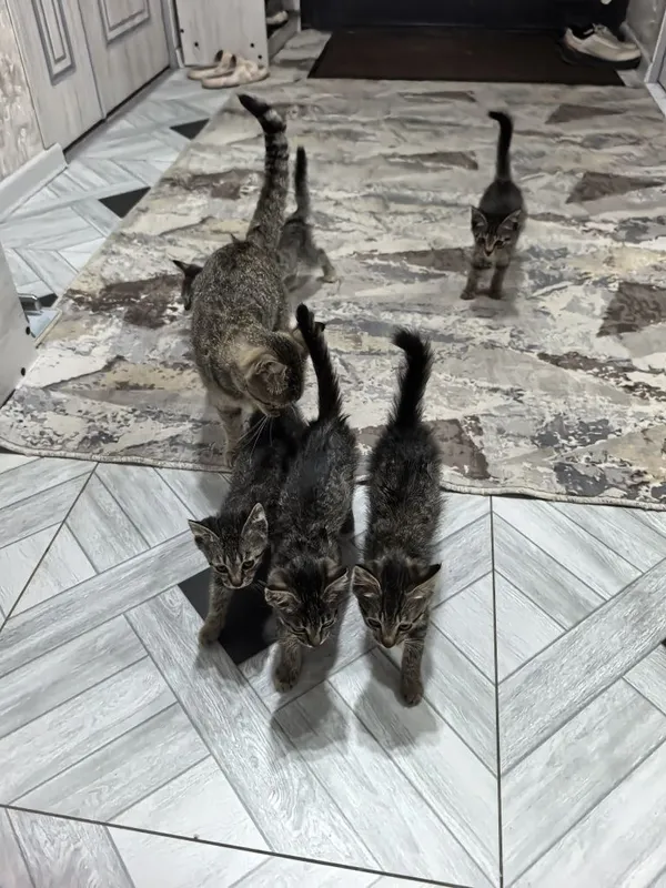 Отдам даром котят в добрые руки. 2 месяца. Доставка по Ташкенту — фото 2